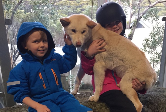 Meeting Rowdy the dingo