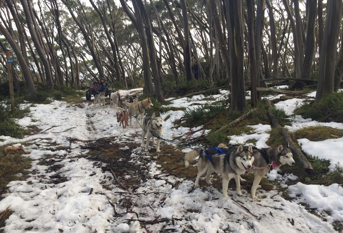 Sledding with Howling Huskys