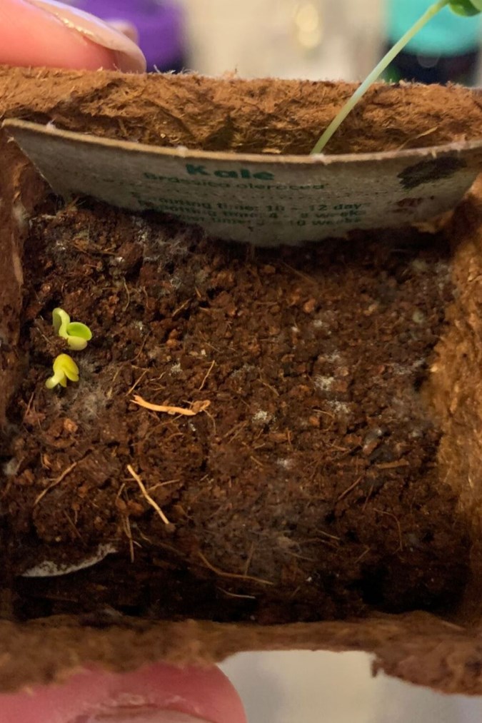 Mouldy soil in Discovery Garden. Image: New Idea Food.