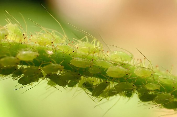 Aphids can kill your plants quickly. Image: Getty