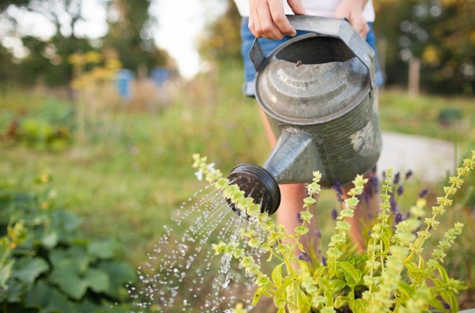 Gardens can only be watered before 10am or after 4pm with a watering can or bucket.