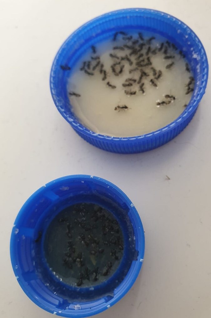 The bottom lid has been consumed by ants already.