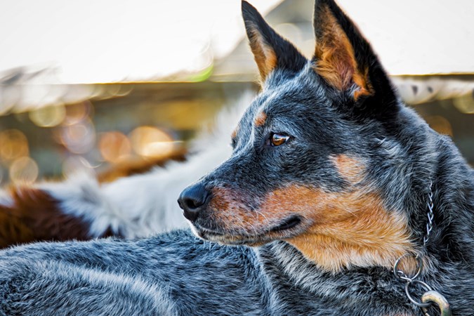Blue Heelers require bursts of exercise and lots of stimulation. (Image: Supplied)