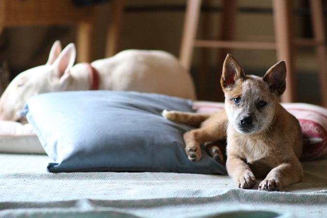 Working dogs are smart, but might not be suitable for every family. (Image: Getty)