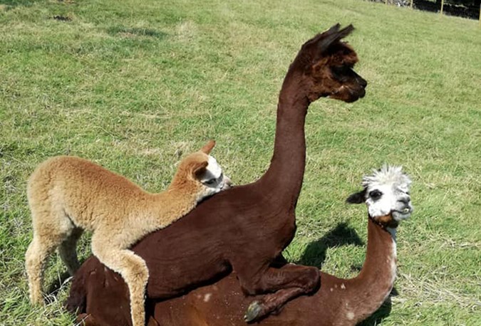 Alpacas from Curraghduff Farm